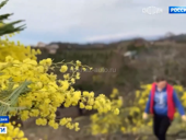 Принимаю предложения о покупки мимозы