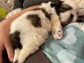 Щенки Ши Тцу 💞💞💞💞💞💞💞💞💞💞