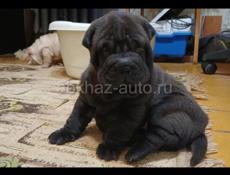 Щенки ШАРПЕЯ!!!!!!!!!!!!!!!!!!!