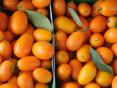 Кумкват на продажу 