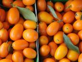 Кумкват на продажу 