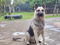 Щенки овчарки, чистокровные. 