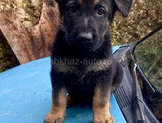 Щенки овчарки, чистокровные. 