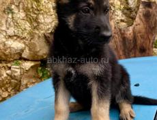 Щенки овчарки, чистокровные. 