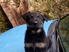 Щенки овчарки, чистокровные. 