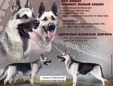 Щенки овчарки, чистокровные. 