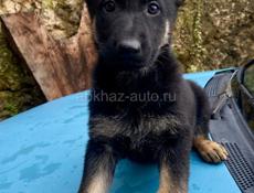 Щенки овчарки, чистокровные. 