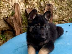 Щенки овчарки, чистокровные. 