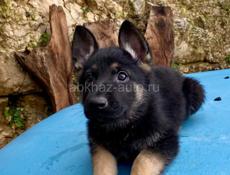 Щенки овчарки, чистокровные. 