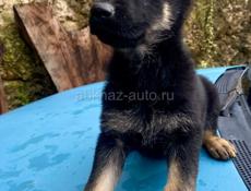 Щенки овчарки, чистокровные. 