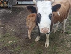 Корова с теленком 