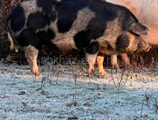 Продается свинья 