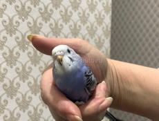 Волнистый попугай