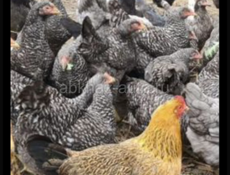 Продаются куры домашние питухи и куры чищеные и живые 