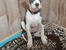 Чистокровная стаффордширский питбультерьер