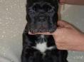 Щенки КАНЕ КОРСО 🖤🖤🖤🖤🖤🖤🖤🖤🖤