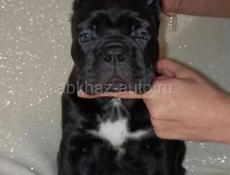 Щенки КАНЕ КОРСО 🖤🖤🖤🖤🖤🖤🖤🖤🖤