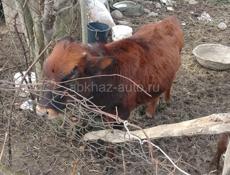 Продается телка  30т 