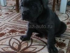 Кане корсо девочка