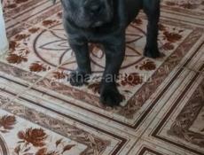 Кане корсо девочка