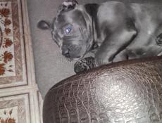 Кане корсо девочка