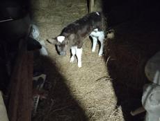 Продам бычка