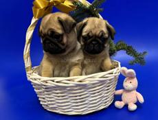 Породистые мопсы