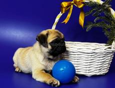 Породистые мопсы