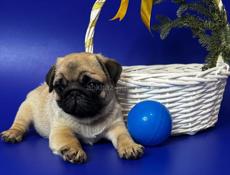 Породистые мопсы