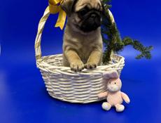 Породистые мопсы