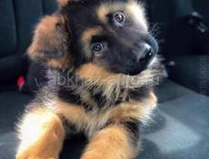 Приму в дар Овчарку 