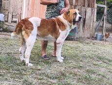 Щенки САО( АЛАБАЙ, СРЕДНЕАЗИАТСКАЯ ОВЧАРКА)