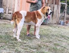 Щенки САО( АЛАБАЙ, СРЕДНЕАЗИАТСКАЯ ОВЧАРКА)