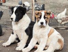 Щенки САО( АЛАБАЙ, СРЕДНЕАЗИАТСКАЯ ОВЧАРКА)