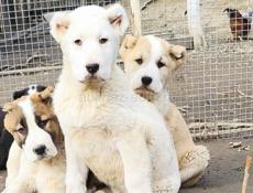 Щенки САО( АЛАБАЙ, СРЕДНЕАЗИАТСКАЯ ОВЧАРКА)