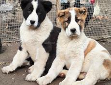 Щенки САО( АЛАБАЙ, СРЕДНЕАЗИАТСКАЯ ОВЧАРКА)