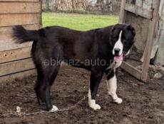 Щенки САО( АЛАБАЙ, СРЕДНЕАЗИАТСКАЯ ОВЧАРКА)