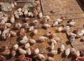 Продаю цыплят разных пород, им 10 дней