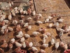 Продаю цыплят разных пород, им 10 дней