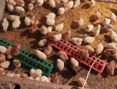 Продаю цыплят разных пород, им 10 дней