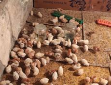 Продаю цыплят разных пород, им 10 дней