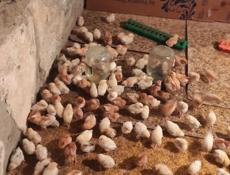 Продаю цыплят разных пород, им 10 дней