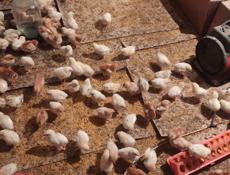 Продаю цыплят разных пород, им 10 дней