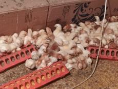 Продаю цыплят разных пород, им 10 дней