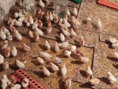 Продаю цыплят разных пород, им 10 дней