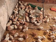 Продаю цыплят разных пород, им 10 дней