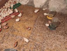 Продаю цыплят разных пород, им 10 дней