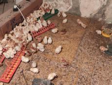 Продаю цыплят разных пород, им 10 дней