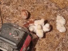 Продаю цыплят разных пород, им 10 дней