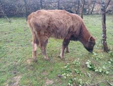 Продам телку 60кг